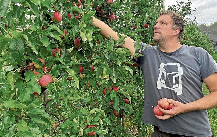 Mathias Anderegg hat mit seinen Äpfeln alle Hände voll zu tun. (Bild: Caspar Reimer)