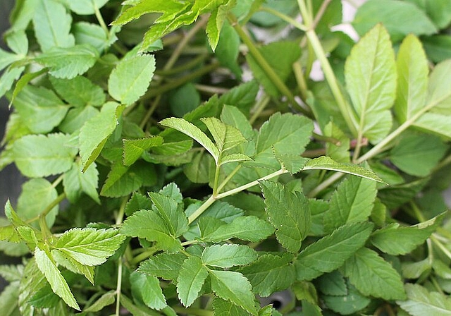 Lernen Sie den Giersch am Kurs vom Samstag, 10. Juni kennen und entdecken Sie neue Giersch-Gerichte. (Bild: ZVG)