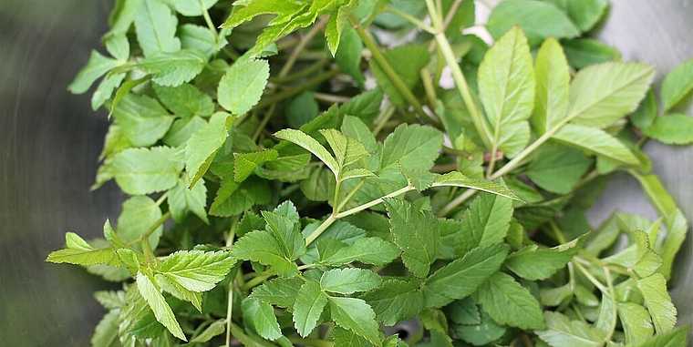 Lernen Sie den Giersch am Kurs vom Samstag, 10. Juni kennen und entdecken Sie neue Giersch-Gerichte. (Bild: ZVG)