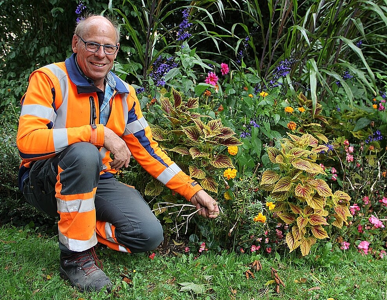 Fridolin Fleischli liebt Rosen und hat über 35 Jahre den Rabatten und Grünflächen in der Stadt seinen kreativen Stempel aufgedrückt. (Bild: mim)