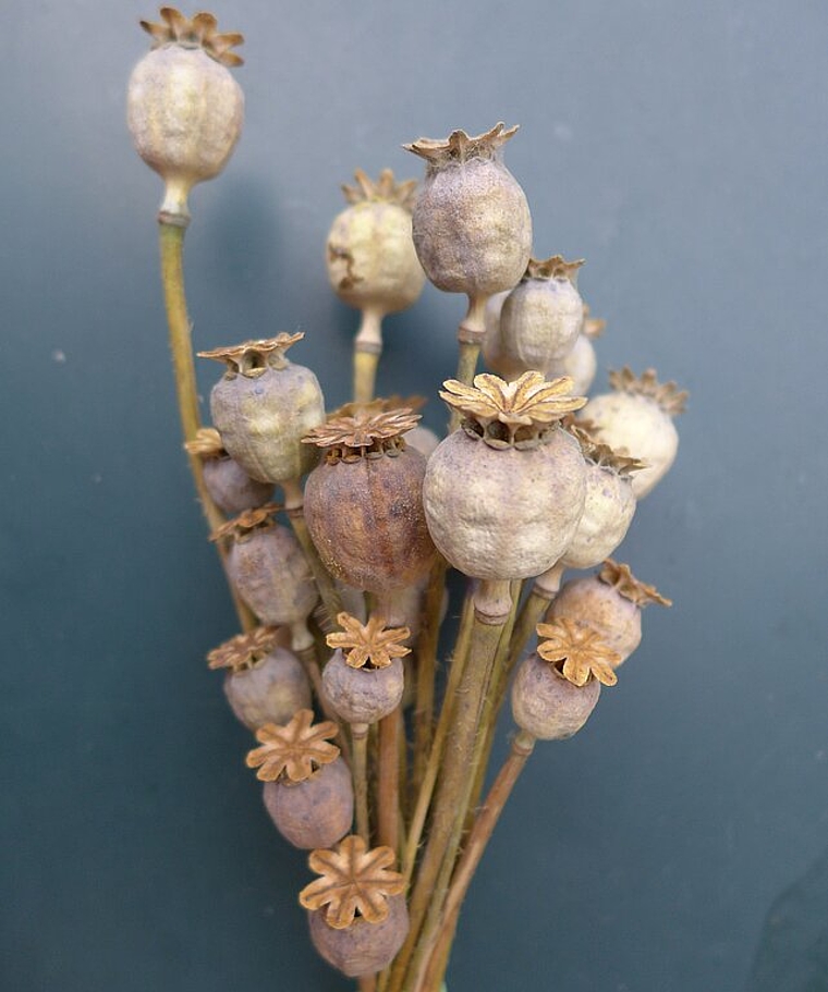 Auch Mohnsamen wie auf dem Bild können am kommenden Samstag getauscht werden. (Bild: ZVG)