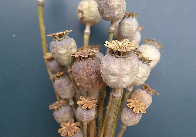 Auch Mohnsamen wie auf dem Bild können am kommenden Samstag getauscht werden. (Bild: ZVG)