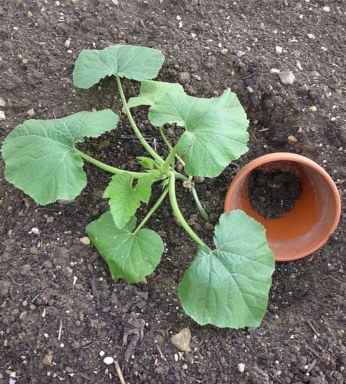 Am Samstag, 13. Mai findet die Setzlings–Tauschbörse von 9 bis 12 Uhr auf dem Vorplatz des Cultibos statt. (Bild: ZVG)