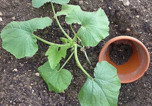 Am Samstag, 13. Mai findet die Setzlings–Tauschbörse von 9 bis 12 Uhr auf dem Vorplatz des Cultibos statt. (Bild: ZVG)