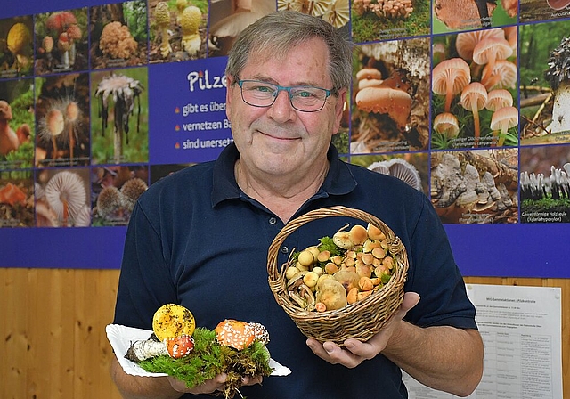 Primo Vanelli demonstriert die Herausforderung des Pilzkontrolleurs: Auf dem Pappteller befinden sich Varianten des Fliegenpilzes, im Korb dagegen sechs verschiedene Pilzarten, davon eine giftige. (Bild: Franz Beidler)