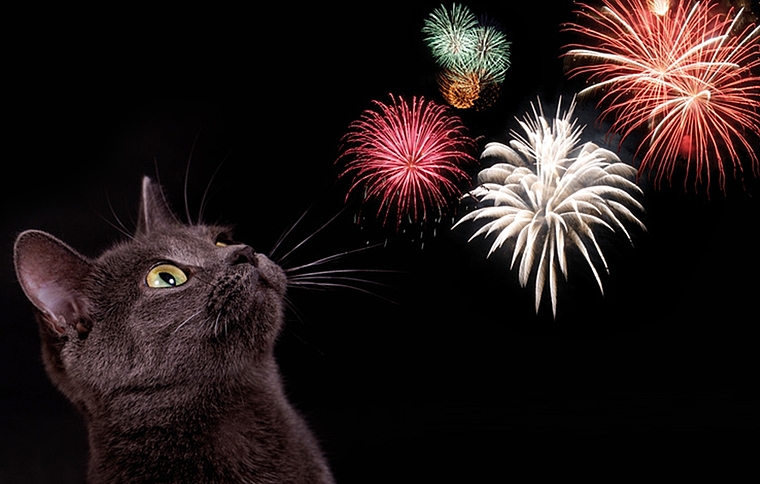 Mit diesen neun Vorsorgemassnahmen können auch Tiere den 1. August geniessen. (Bild: Fotolia)