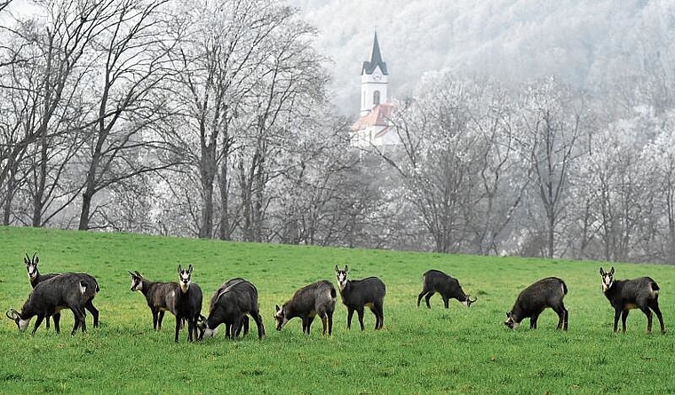 Rund um den Hauenstein – im Hintergrund die Kirche von Ifenthal – lebt eine grössere Kolonie Gämsen. (Bild: Archiv Bruno Kissling)