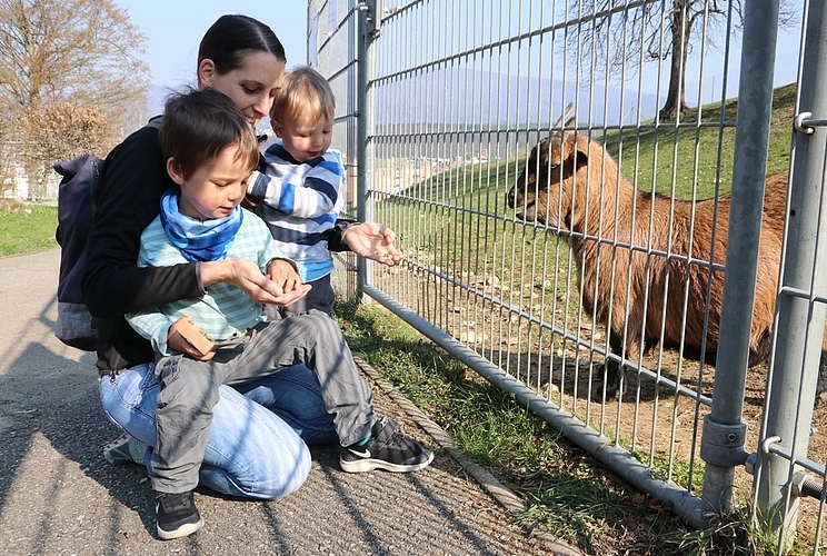 Die Trimbacherin Angela Dolder nutzte den sonnigen Tag, um mit ihren Söhnen Liam (vorne) und Anjo die Ziegen zu füttern. (Bild: mim)