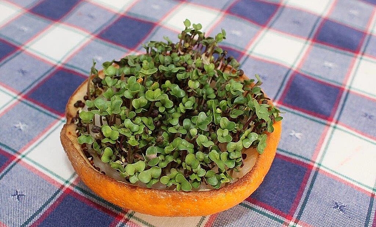 Am kommenden Freitag, 17. Februar werden wieder Samen getauscht. (Bild: ZVG)