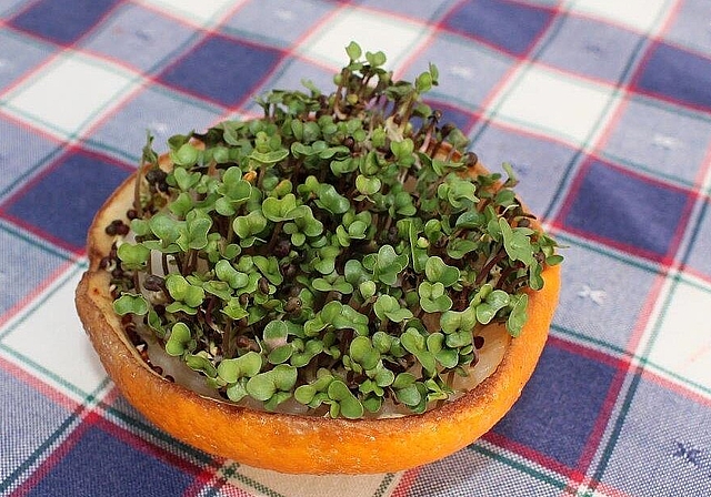 Am kommenden Freitag, 17. Februar werden wieder Samen getauscht. (Bild: ZVG)