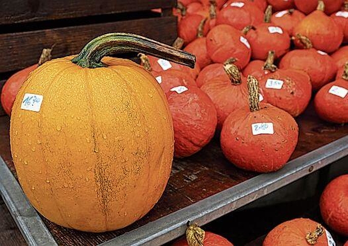 Die Kürbisse in verschiedenen Orange-Tönen sind mit Preisetiketten versehen.
