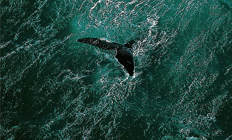 «Planet Ocean» vom französischen Fotografen und Journalisten Yann Arthus- Bertrand ist ein bildgewaltiges Spektakel mit einer klaren Botschaft. (Bild: ZVG)