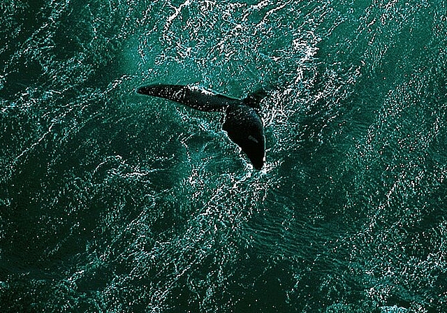«Planet Ocean» vom französischen Fotografen und Journalisten Yann Arthus- Bertrand ist ein bildgewaltiges Spektakel mit einer klaren Botschaft. (Bild: ZVG)