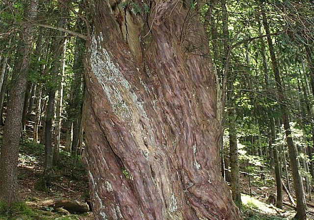 Die über 1000-jährige Eibe von Crèmines. (Bild: ZVG)