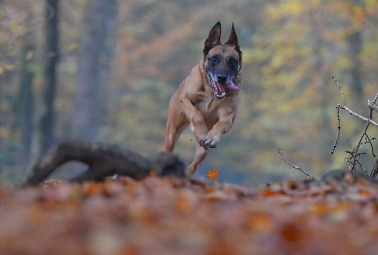 Hundehalter/innen werden gebeten, während den kommenden vier Monaten beim Ausführen ihrer Hunde der Setz- und Brutzeit der Wildtiere besondere Beachtung zu schenken. (Bild: ZVG)