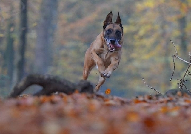 Hundehalter/innen werden gebeten, während den kommenden vier Monaten beim Ausführen ihrer Hunde der Setz- und Brutzeit der Wildtiere besondere Beachtung zu schenken. (Bild: ZVG)