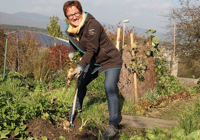 Gartenfachfrau Silvia Meister beim Ausgraben von Pastinaken im Bauerngarten am Fustligweg in Olten. mim)