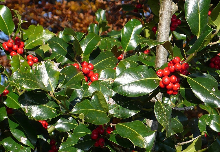 Auf der Herbst-Exkursion lernen Interessierte von der Feldbotanikerin Lena Bueche, wie die typischen Heckenpflanzenarten bestimmt werden. (Bild: ZVG)