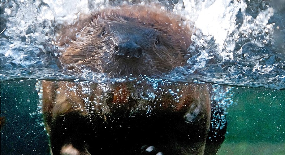 Beim diesjährigen Fasnachtsworkshop am Mittwoch, 22. Februar dreht sich alles um den Biber. (Bild: Prisma Bildagentur AG / Alamy Stock Photo)