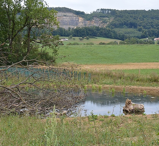 Auch ein Biotop bei der neuen Holzbrücke konnte durch die Renaturierung entstehen. (Bild: vwe) 