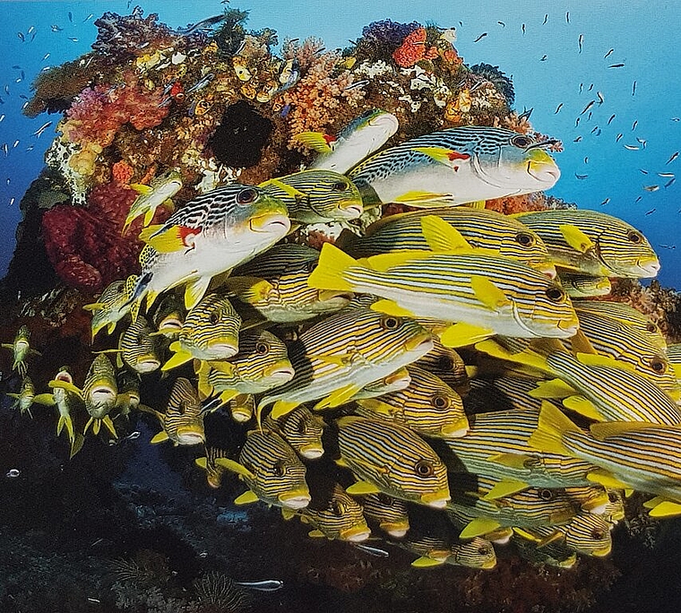 Der Fotograf Piero Ambrosone zeigt seine Unterwasserfotografien im Dorfmuseum Lostorf. (Bild: ZVG)