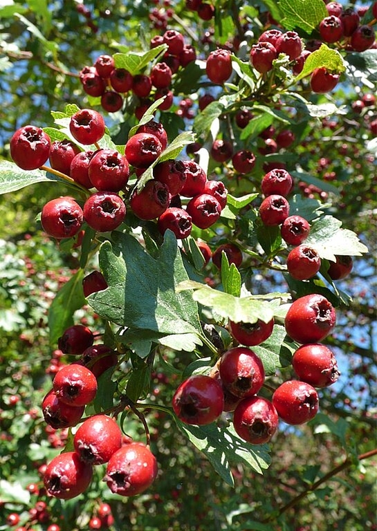 Sind diese Beeren essbar? Am Samstag, 22. September beantwortet Silvia Meister diese Frage. (Bild: ZVG)