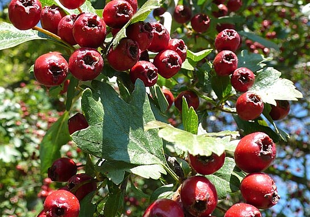 Sind diese Beeren essbar? Am Samstag, 22. September beantwortet Silvia Meister diese Frage. (Bild: ZVG)