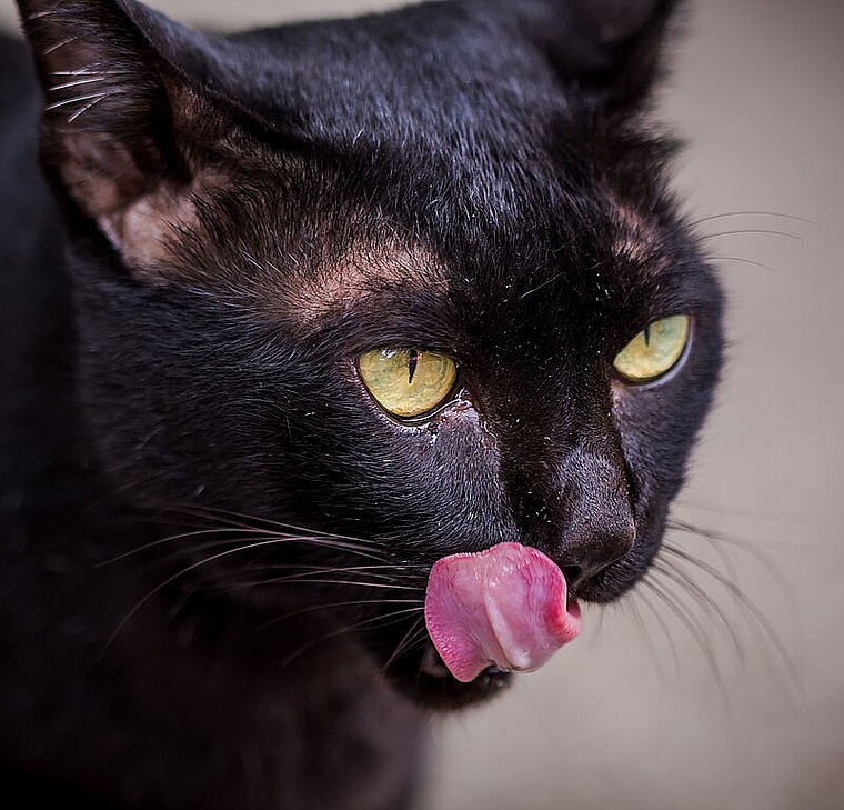 Einblick in die Ausstellung «Die Katze. Unser wildes Haustier». (Bild: ZVG)