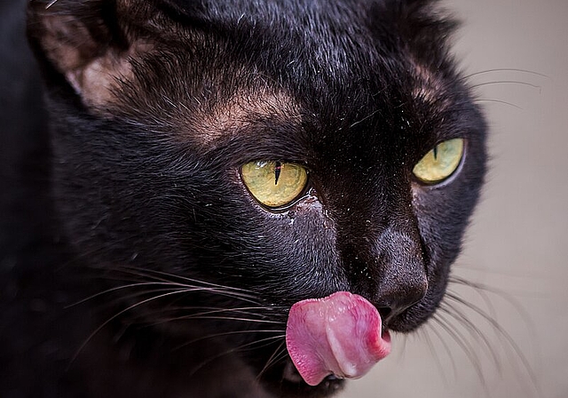 Einblick in die Ausstellung «Die Katze. Unser wildes Haustier». (Bild: ZVG)