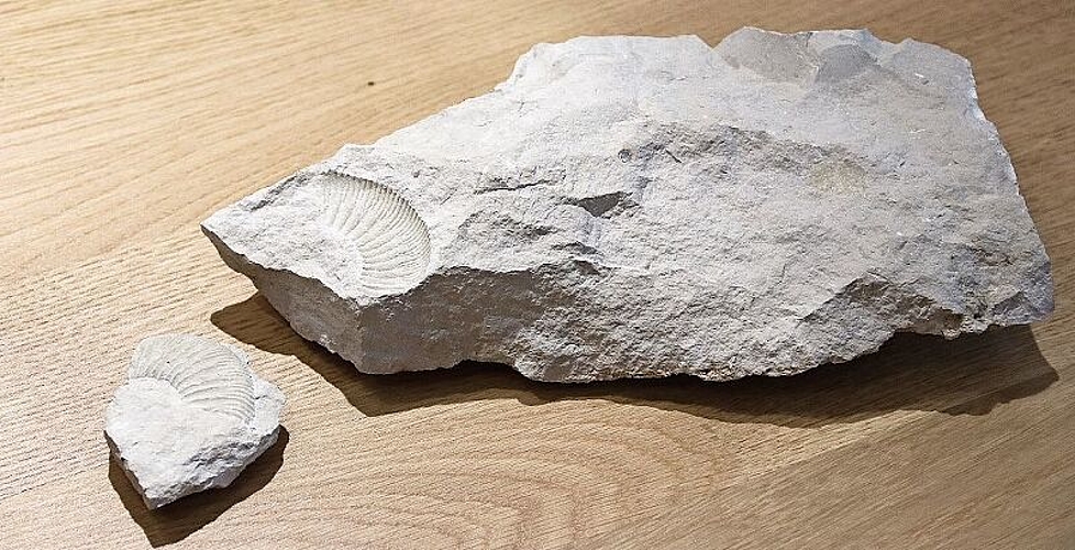 Selten ist der Fund nicht. Aber mit seinen ca. 155 Mio. Jahren ist der Ammonit ein sehr alter Zeitzeuge aus einer längst vergangenen Zeit. (Bild: mim)
