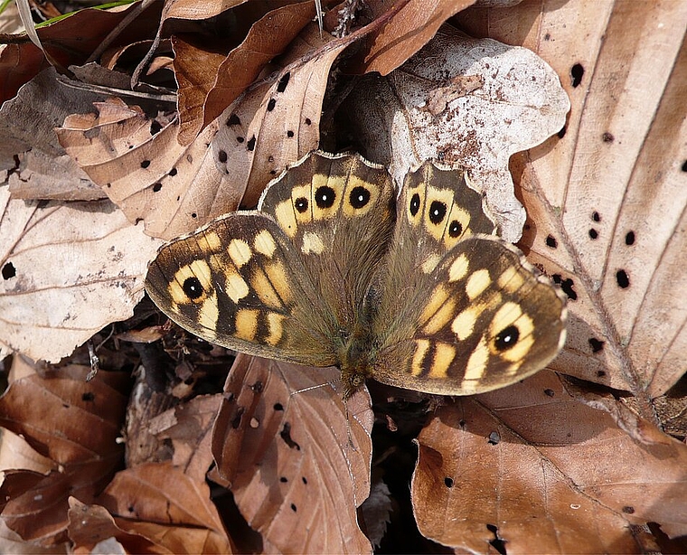 Helfen Sie am Samstagnachmittag, 11. März mit, die spannende Artenvielfalt im Eichenwald Hagberg-Gämpfi zu fördern. (Bild: ZVG)