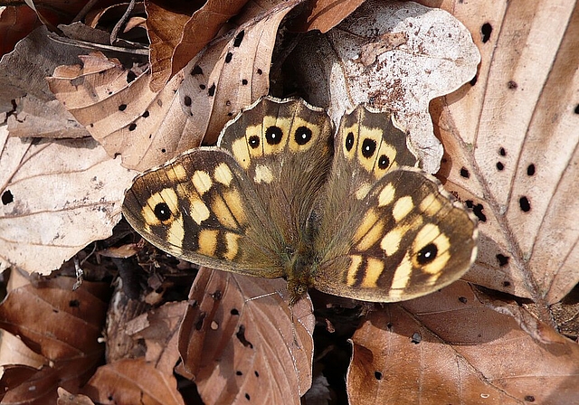 Helfen Sie am Samstagnachmittag, 11. März mit, die spannende Artenvielfalt im Eichenwald Hagberg-Gämpfi zu fördern. (Bild: ZVG)