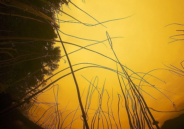 Wasserpflanzen ragen in dem von Huminsäure rötlich verfärbten und sauren Moorwasser des Etang de la Gruère im Jura nach oben. Mehr solche Bilder von Michel Roggo sind ab heute im Haus der Museen zu sehen. (Bild: Michel Roggo)
