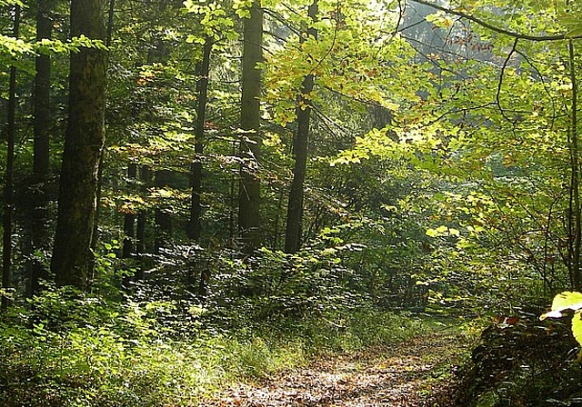 Ein Waldweg ohne Abfall lädt zu einem erholsamen Spaziergang ein. (Bild: ZVG)