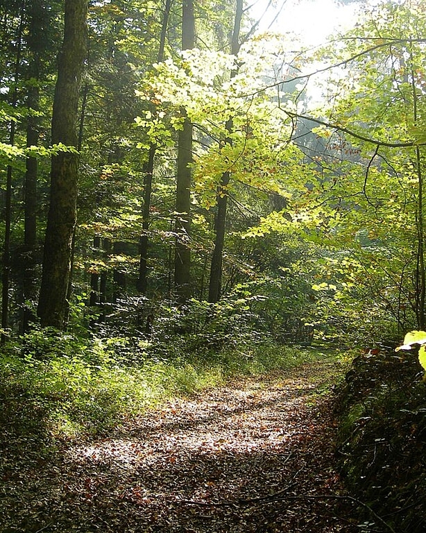 Ein Waldweg ohne Abfall lädt zu einem erholsamen Spaziergang ein. (Bild: ZVG)