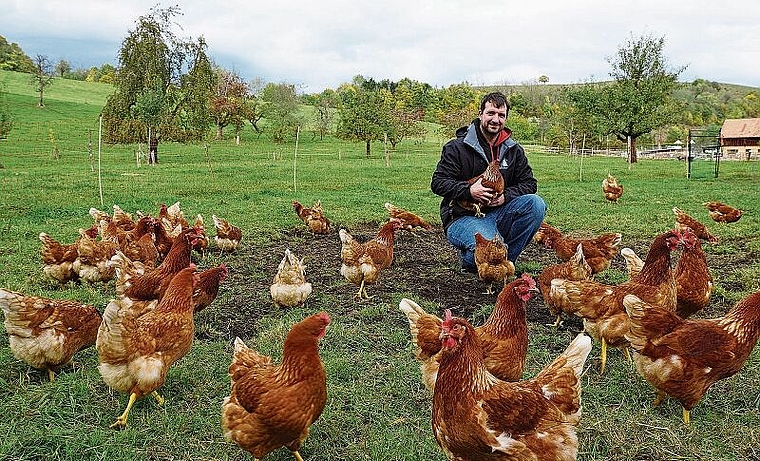 Reto Nussbaumer behagt die Arbeit mit den Hühnern sehr: «Sie sind zutraulicher, als man gemeinhin denkt.» (Bild: Achim Günter)