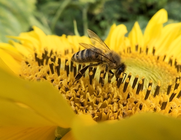 Im Naturmuseum Olten sind ab dem 1. März die Bienen los. (Bild: ZVG)
