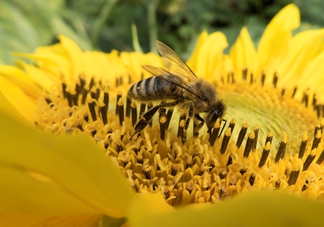 Im Naturmuseum Olten sind ab dem 1. März die Bienen los. (Bild: ZVG)