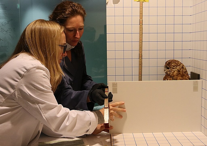 Museumstechnikerin Denise Steinmann (vorne) und Tierpräparatorin Angelique Oberholzer vermessen einen Kauz für die Datenbank. (Bild: mim)
