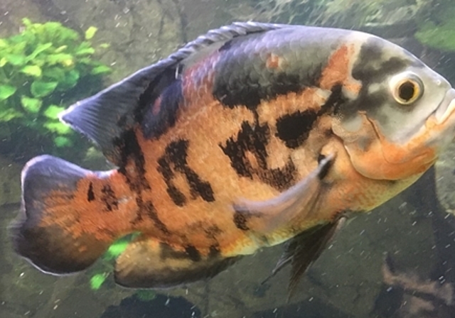 Ein Pfauenaugenbuntbarsch (Astronotus ocellatus). (Bild: ZVG)