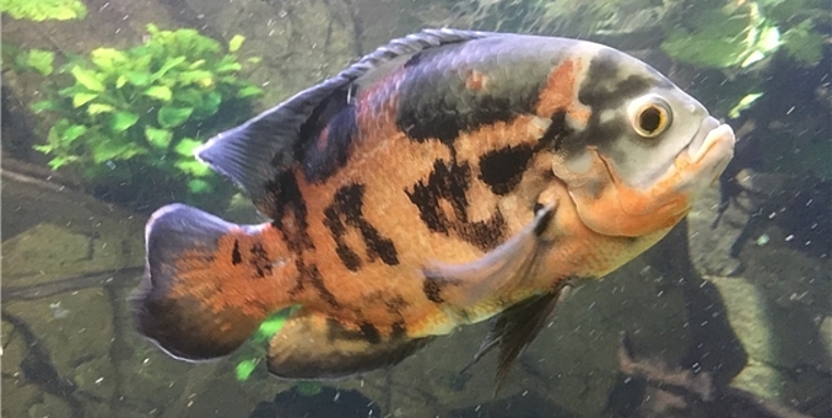 Ein Pfauenaugenbuntbarsch (Astronotus ocellatus). (Bild: ZVG)