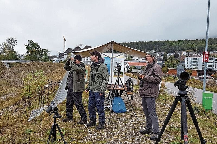 Beim Eurobirdwatch 2019 sah es in Olten Südwest so aus. (Bild: Urs Esslinger)