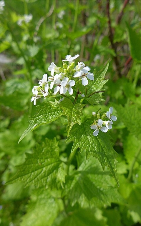 Am Samstag, 26. Mai ab 14 Uhr findet ein spannender Sammel- und Kochnachmittag vom Verein Naturnetz Olten statt. (Bild: ZVG)