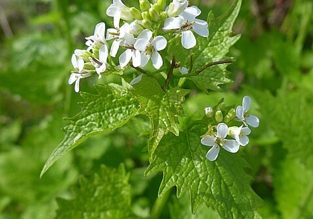 Am Samstag, 26. Mai ab 14 Uhr findet ein spannender Sammel- und Kochnachmittag vom Verein Naturnetz Olten statt. (Bild: ZVG)