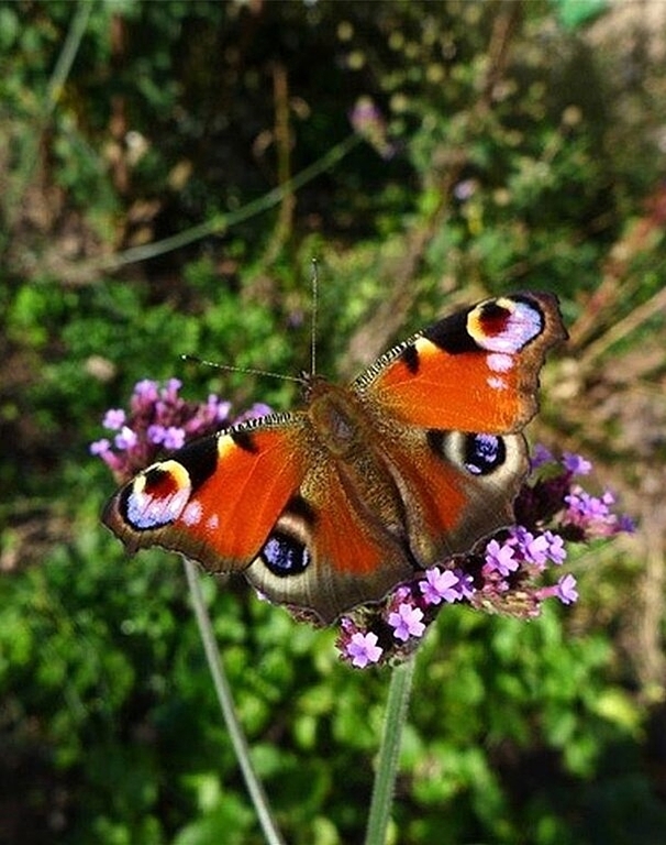 Silvia Meister verrät, wie Sie mehr Natur in Ihren Garten bringen. (Bild: ZVG)