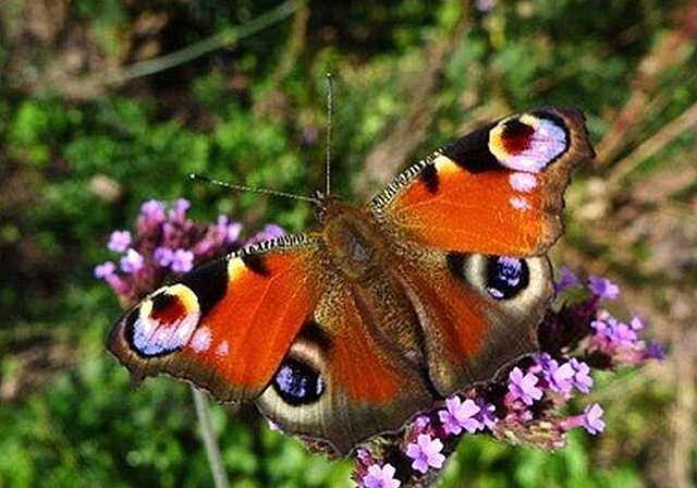 Silvia Meister verrät, wie Sie mehr Natur in Ihren Garten bringen. (Bild: ZVG)