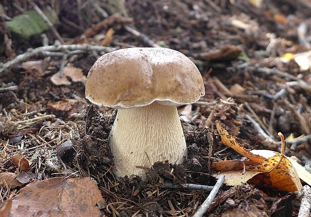 Lernen Sie am Samstag, 23. September auf einem Spaziergang den Pilz kennen. (Bild: ZVG)
