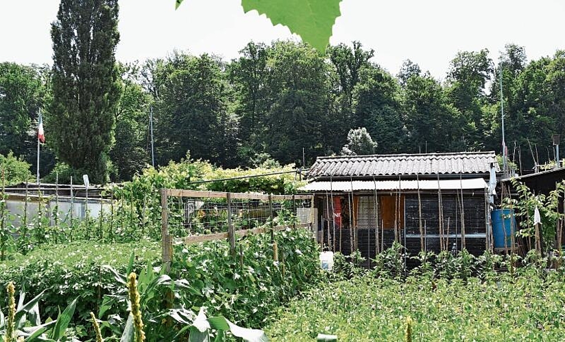 Wie in einer anderen Welt: Im Schrebergarten von Behija und Kasim Hrustic wächst Gemüse am Laufmeter. (Bilder: Cyrill Pürro)