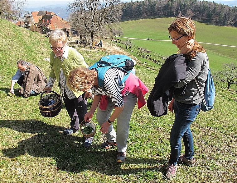 Bei prächtigem Wetter wurden auf dem Allerheiligen Kräuter gesucht. (Bild: ZVG)