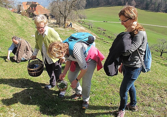 Bei prächtigem Wetter wurden auf dem Allerheiligen Kräuter gesucht. (Bild: ZVG)